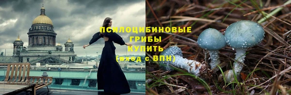 прущие грибы Пересвет